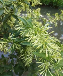 Night Blooming Jasmine Live Plant – Cestrum Nocturnum Shrub 5-8