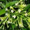 Night Blooming Jasmine Live Plant Set of 2, Cestrum Nocturnum, 5-8" Tall, Fragrant Outdoor Shrub - Image 1