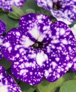 Night Sky Petunia Live Plant - 2 Pack Starter Trailing Bicolor Flowers, 3-6
