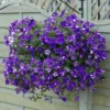 Night Sky Petunia Live Plant - 2 Pack Starter Trailing Bicolor Flowers, 3-6" Tall - Image 1