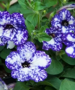 Night Sky Petunia Live Plant - 2 Pack Starter Trailing Bicolor Flowers, 3-6