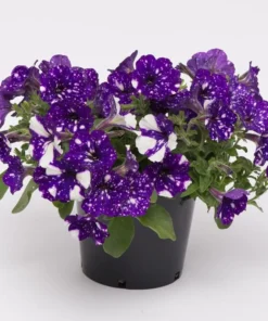 Night Sky Petunia Live Plant - 2 Pack Starter Trailing Bicolor Flowers, 3-6