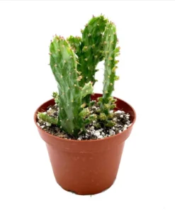 Opuntia Monacantha Variegata Live Plant - Variegated Joseph's Coat Succulent - 2 Inch Pot - Image 5