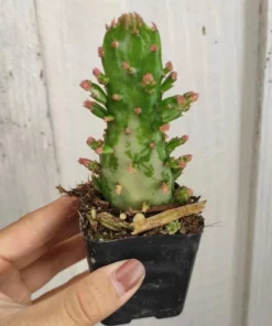 Opuntia Monacantha Variegata Live Plant - Variegated Joseph's Coat Succulent - 2 Inch Pot - Image 6