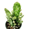 Opuntia Monacantha Variegata Live Plant - Variegated Joseph's Coat Succulent - 2 Inch Pot - Image 1