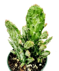 Opuntia Monacantha Variegata Live Plant - Variegated Joseph's Coat Succulent - 2 Inch Pot - Image 1