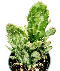 Opuntia Monacantha Variegata - Variegated Joseph's Coat Live Starter Plant, 4 Inch Bare Root - Image 2