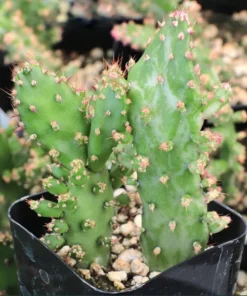 Opuntia Monacantha Variegata - Variegated Joseph's Coat Live Starter Plant, 4 Inch Bare Root - Image 3