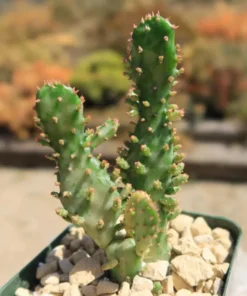 Opuntia Monacantha Variegata - Variegated Joseph's Coat Live Starter Plant, 4 Inch Bare Root - Image 4