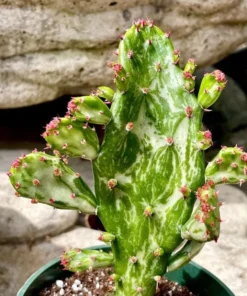 Opuntia Monacantha Variegata - Variegated Joseph's Coat Live Starter Plant, 4 Inch Bare Root - Image 6