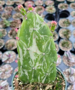 Opuntia Monacantha Variegata - Variegated Joseph's Coat Live Starter Plant, 4 Inch Bare Root - Image 7