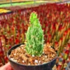 Opuntia Monacantha Variegata - Variegated Joseph's Coat Live Starter Plant, 4 Inch Bare Root - Image 1
