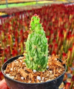 Opuntia Monacantha Variegata - Variegated Joseph's Coat Live Starter Plant, 4 Inch Bare Root - Image 1