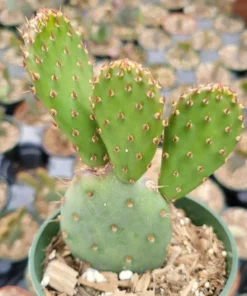 Opuntia Santarita Santa Rita Purple Prickly Pear Cactus Live Plant – 4