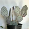 Opuntia Santarita Santa Rita Purple Prickly Pear Cactus Live Plant – 4" Bare Root - Image 1