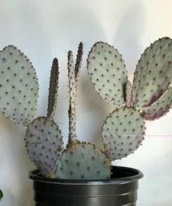 Opuntia Santarita Santa Rita Purple Prickly Pear Cactus Live Plant – 4