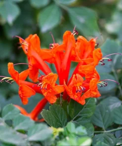 Orange Cape Honeysuckle Live Plant – Tecoma Capensis – 4-6 Inch Starter - Image 3