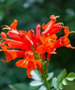 Orange Cape Honeysuckle Live Plant – Tecoma Capensis – 4-6 Inch Starter - Image 4