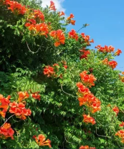 Orange Cape Honeysuckle Live Plant – Tecoma Capensis – 4-6 Inch Starter - Image 5