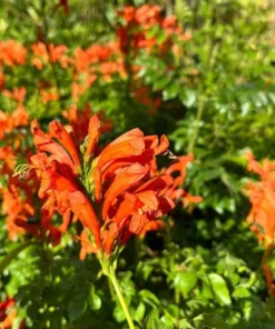Orange Cape Honeysuckle Live Plant – Tecoma Capensis – 4-6 Inch Starter - Image 6