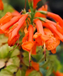 Orange Cape Honeysuckle Live Plant – Tecoma Capensis – 4-6 Inch Starter - Image 7
