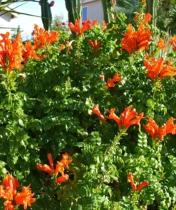 Orange Cape Honeysuckle Live Plant – Tecoma Capensis – 4-6 Inch Starter - Image 8