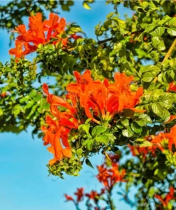 Orange Cape Honeysuckle Live Plant – Tecoma Capensis – 4-6 Inch Starter - Image 1
