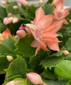 Orange Christmas & Thanksgiving Cactus Live Plant – Schlumbergera – 4-6