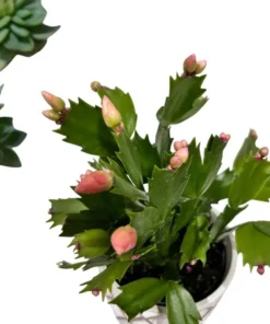 Orange Christmas & Thanksgiving Cactus Live Plant – Schlumbergera – 4-6