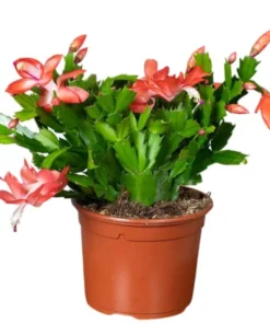 Orange Christmas & Thanksgiving Cactus Live Plant – Schlumbergera – 4-6