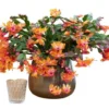 Orange Christmas & Thanksgiving Cactus Live Plant – Schlumbergera – 4-6" Tall – Indoor - Image 1