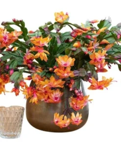 Orange Christmas & Thanksgiving Cactus Live Plant – Schlumbergera – 4-6" Tall – Indoor - Image 1