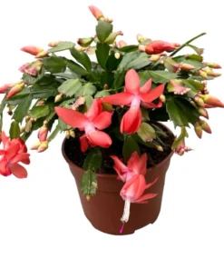 Orange Christmas & Thanksgiving Cactus Plants - 2 Live Plants, 4-6" Tall - Image 1