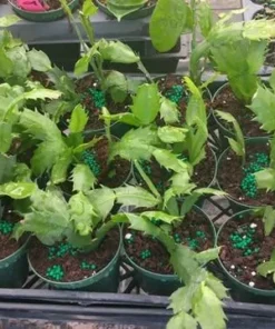 Orange Christmas & Thanksgiving Cactus Plants - 2 Live Plants, 4-6" Tall - Image 2