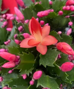 Orange Christmas & Thanksgiving Cactus Plants - 2 Live Plants, 4-6