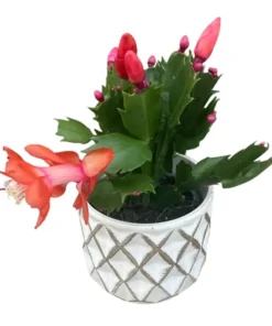 Orange Christmas & Thanksgiving Cactus Plants - 2 Live Plants, 4-6