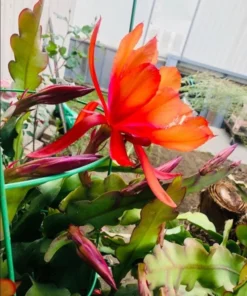Orange Epiphyllum Orchid Cactus Live Plant – Set of 2 Starter Plants in 4