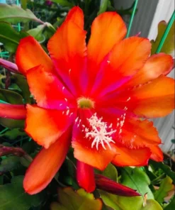 Orange Epiphyllum Orchid Cactus Live Plant – Set of 2 Starter Plants in 4