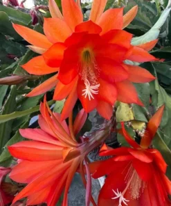Orange Epiphyllum Orchid Cactus Live Plant – Set of 2 Starter Plants in 4