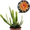 Orange Epiphyllum Orchid Cactus Live Plant – Set of 2 Starter Plants in 4" Pot, 6-8 Inches Tall - Image 1