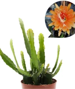 Orange Epiphyllum Orchid Cactus Live Plant – Set of 2 Starter Plants in 4" Pot, 6-8 Inches Tall - Image 1