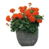 Orange Geranium Live Plants - Set of 2 Hardy Pelargonium, 5-8" Tall - Image 1