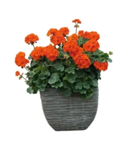 Orange Geranium Live Plants - Set of 2 Hardy Pelargonium, 5-8" Tall - Image 1