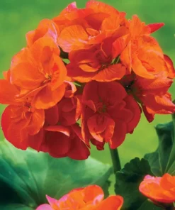 Orange Geranium Live Plants - Set of 2 Hardy Pelargonium, 5-8