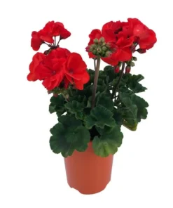Orange Geranium Live Plants - Set of 2 Hardy Pelargonium, 5-8