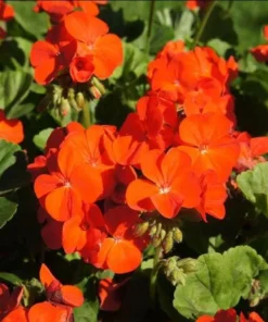 Orange Geranium Live Plants - Set of 2 Hardy Pelargonium, 5-8