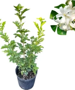 Orange Jasmine Live Plant – 2-3 Ft Tall Fragrant Flowering Shrub in 3 Gallon Pot - Image 6