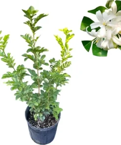 Orange Jasmine Tree Live Plant - Fragrant Flowering Shrub, 2-3 Ft Tall in 3 Gallon Pot - Image 5