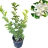 Orange Jasmine Tree Live Plant - Fragrant Flowering Shrub, 2-3 Ft Tall in 3 Gallon Pot - Image 1