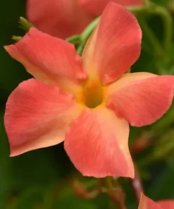 Orange Mandevilla Vine Live Plant - Tropical Brazilian Jasmine - 5-9 Inch Tall - Image 2